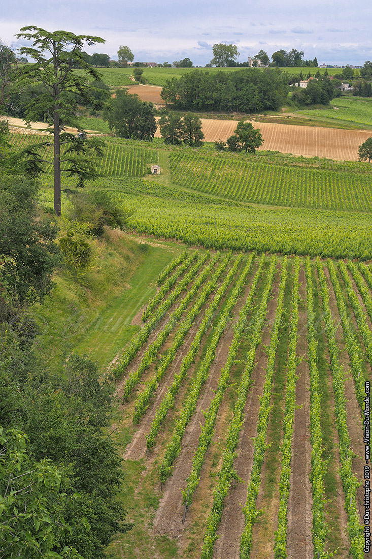 Saint Emilion - 2019