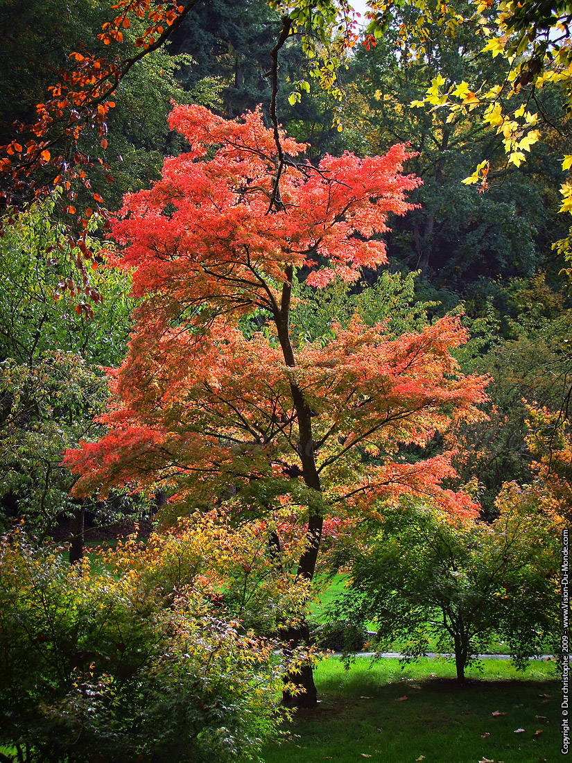 Parc Oriental Japonais de Maulévrier - 2009