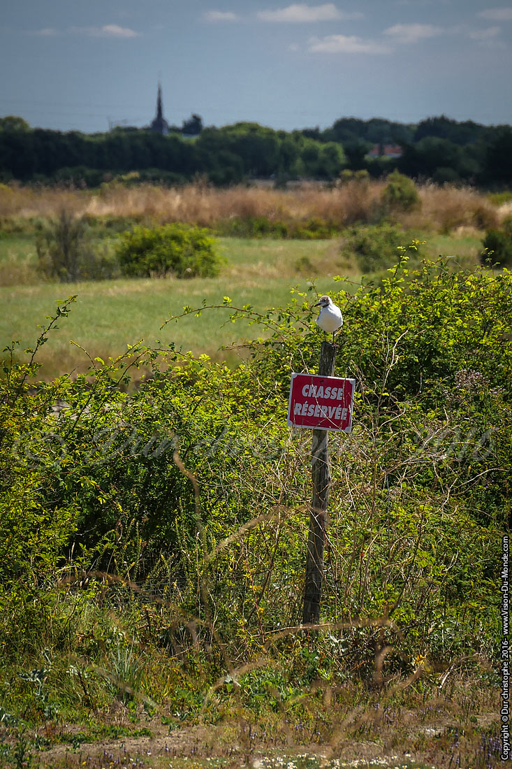Chasse réservée - Vendée