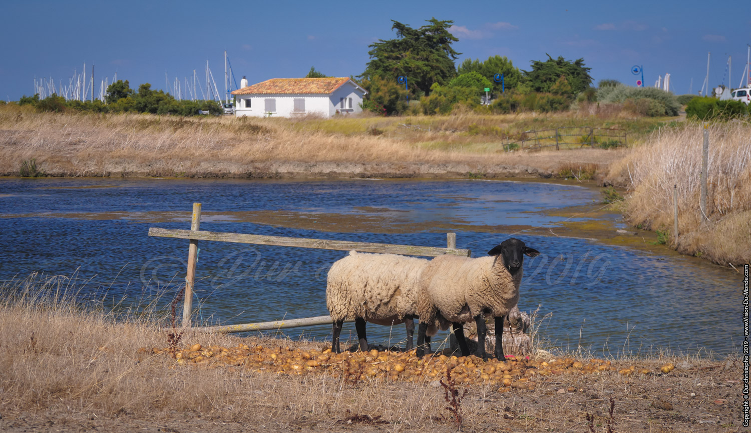 Île de Ré - 2018