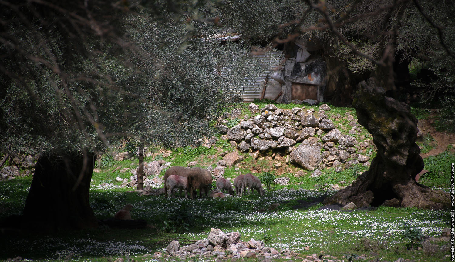 Gorge d’Aghia-Irini - Environs de Sougia - 2013