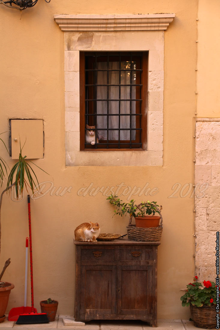 La pause des chats - La Canée - 2013