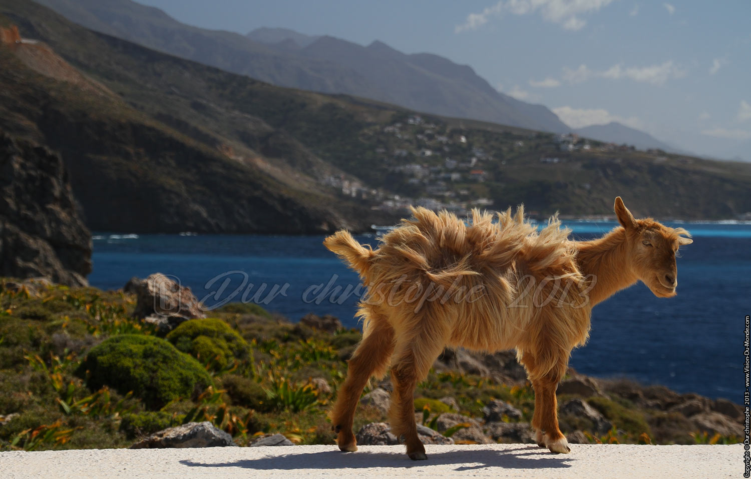 La chèvre rasta - Randonnée Loutro - 2013