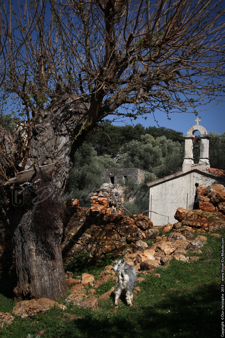 La chèvre - Village abandonné  d'Aradhéna - 2013