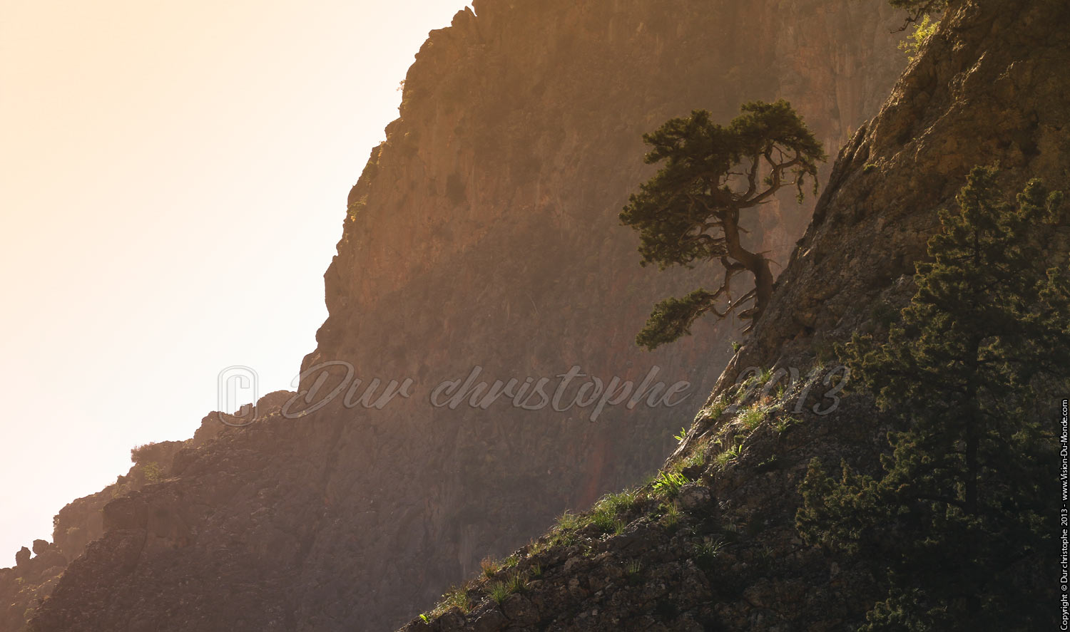 L'arbre s'accroche - Gorges d'Aradhéna - 2013