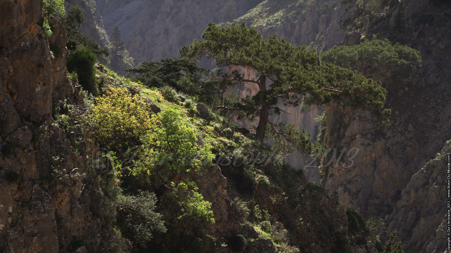 Végétation de canyon - Gorges d'Aradhéna - 2013