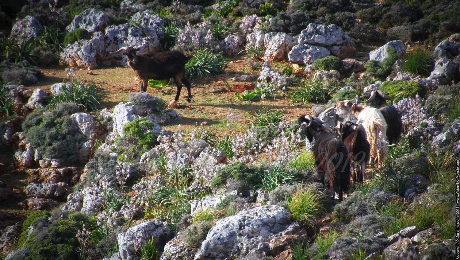 L'assemblée des chèvres - Gorges d'Aradhéna - 2013