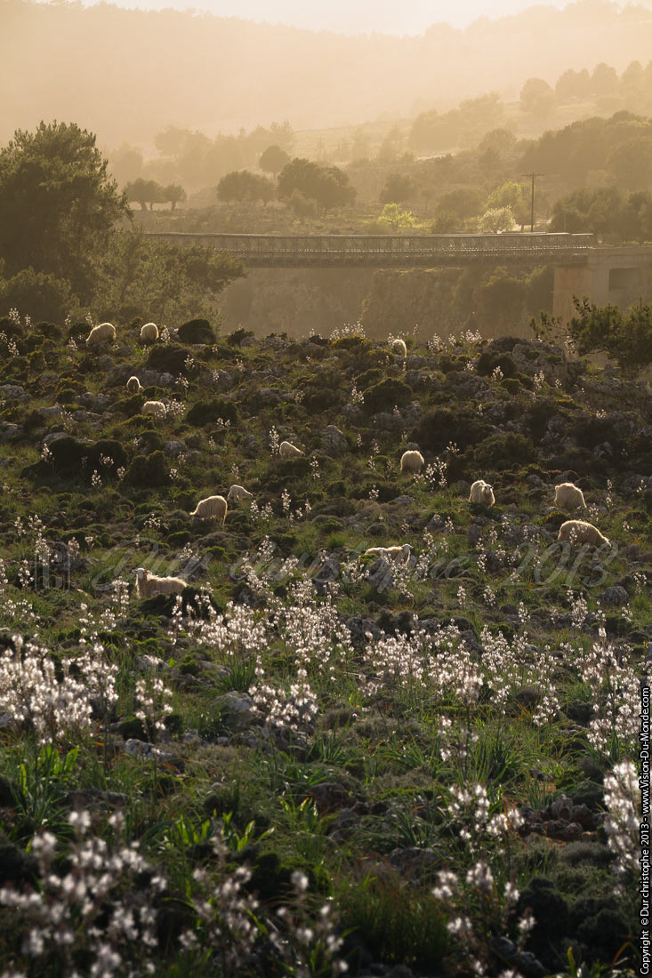 Les moutons - Aradhéna - 2013
