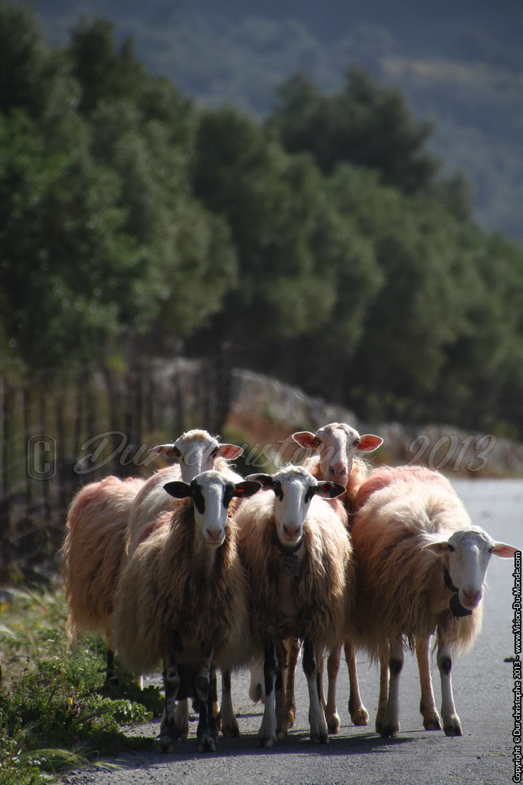 Les curieux - Sur la route - 2013