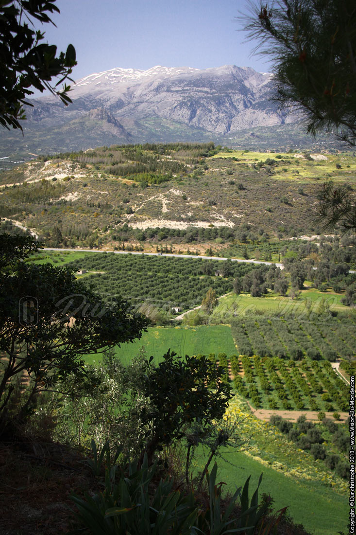Champs d'oliviers - Sur la route - 2013