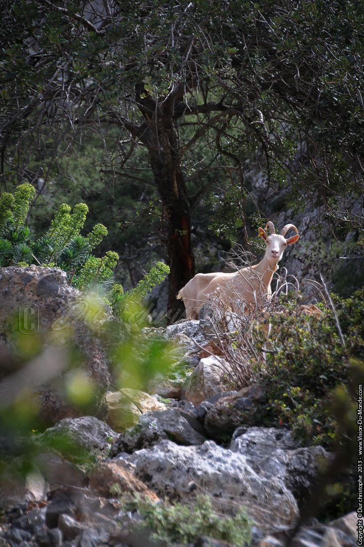 Chèvre curieuse - Gorges de Rouvas - 2013