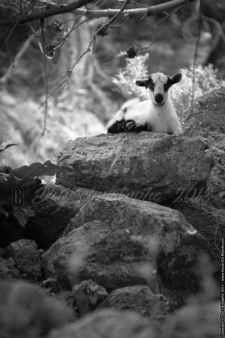 Le repos de la biquette - Gorges de Rouvas - 2013