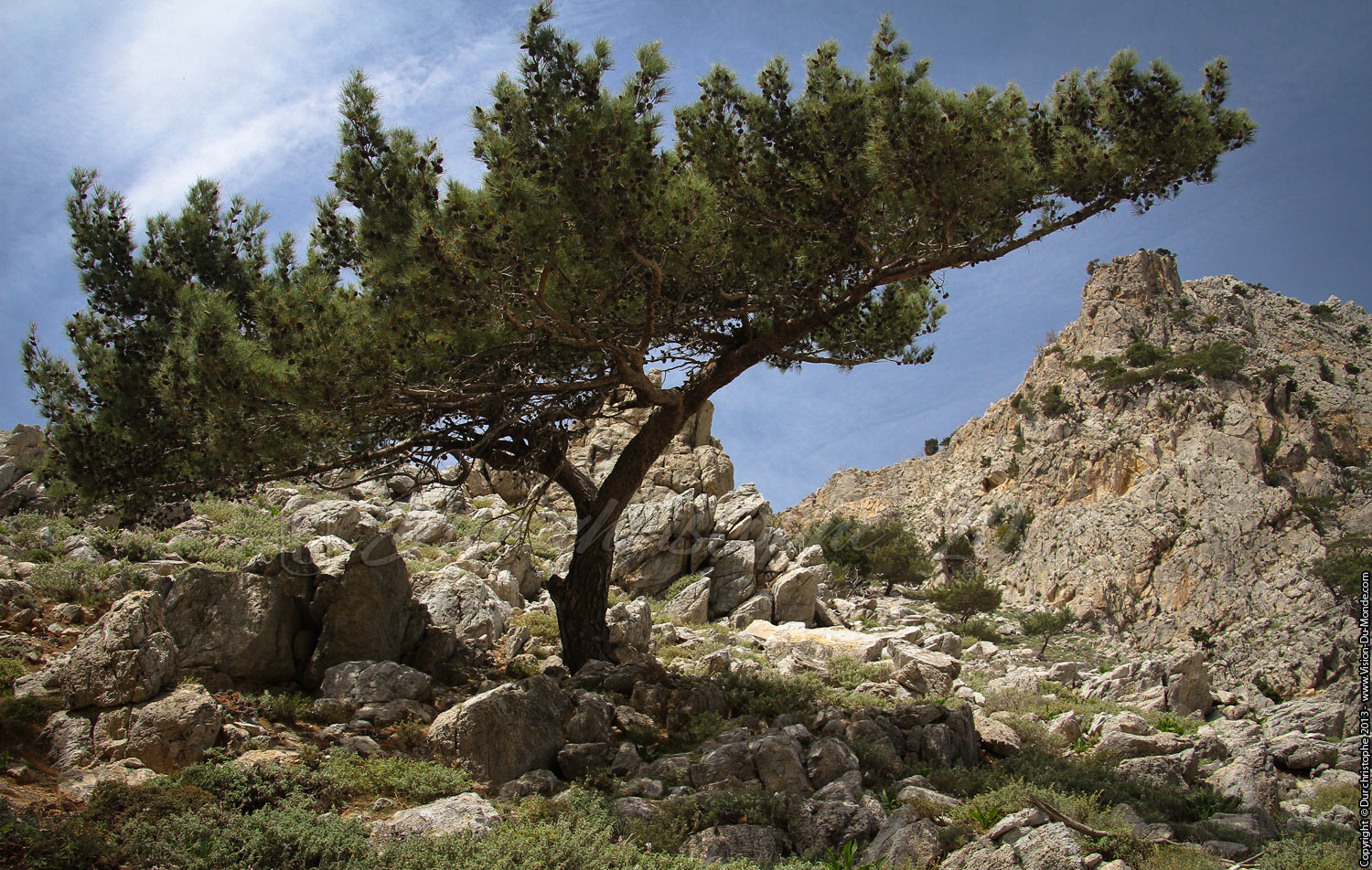 L'arbre taillé par le vent - Gorges de Rouvas - 2013