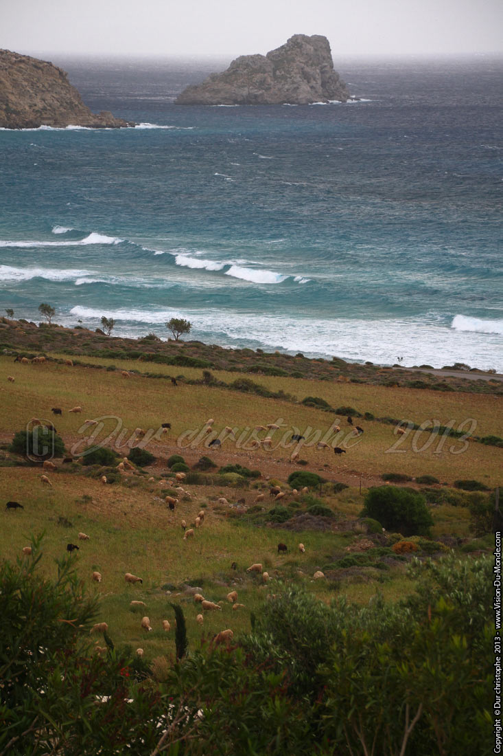 Troupeau de moutons - Sur la route - 2013