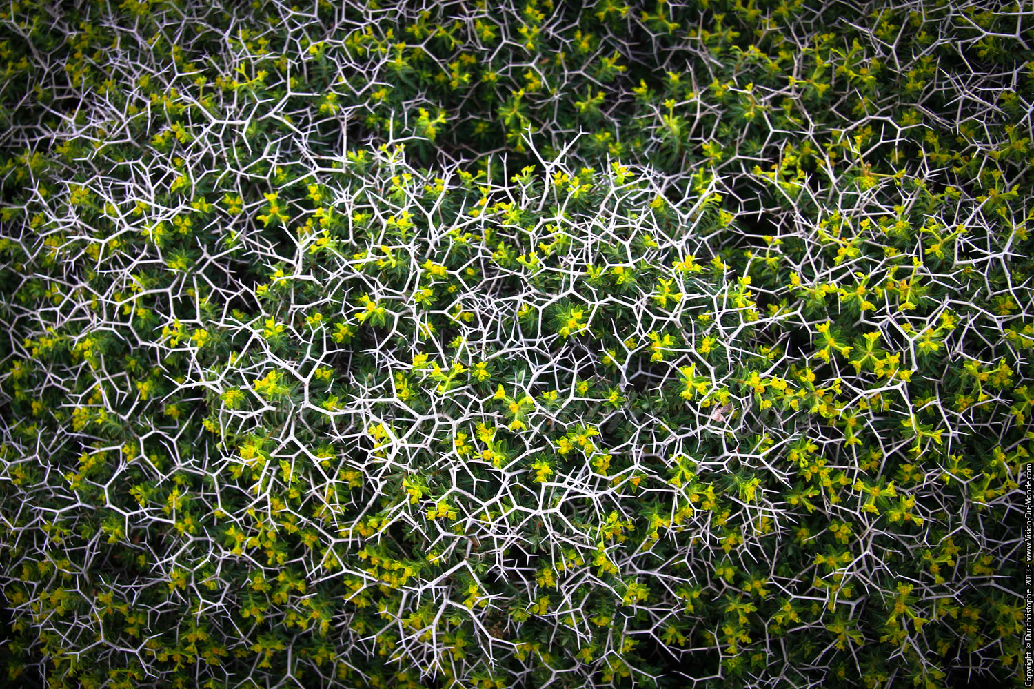 Vegetation épineuse - Kato Zakros - 2013