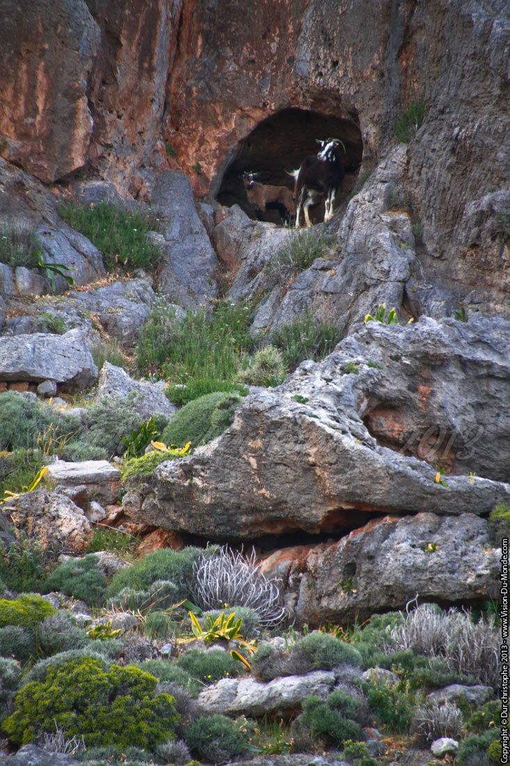 Les chèvres de la grottre - Kato Zakros - 2013