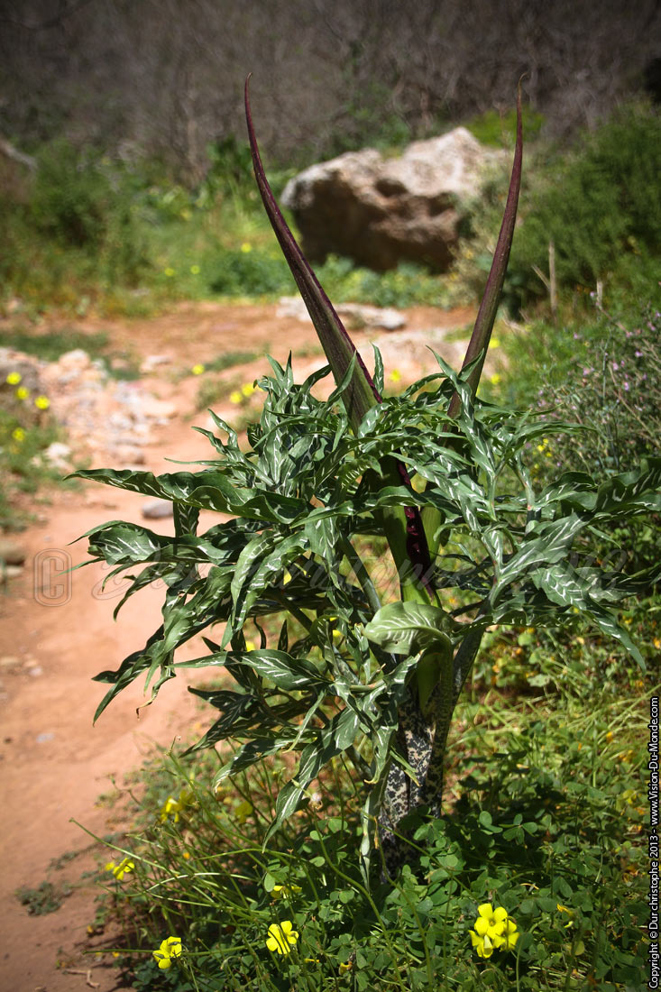 Plante etrange à corne - Kato Zakros - 2013