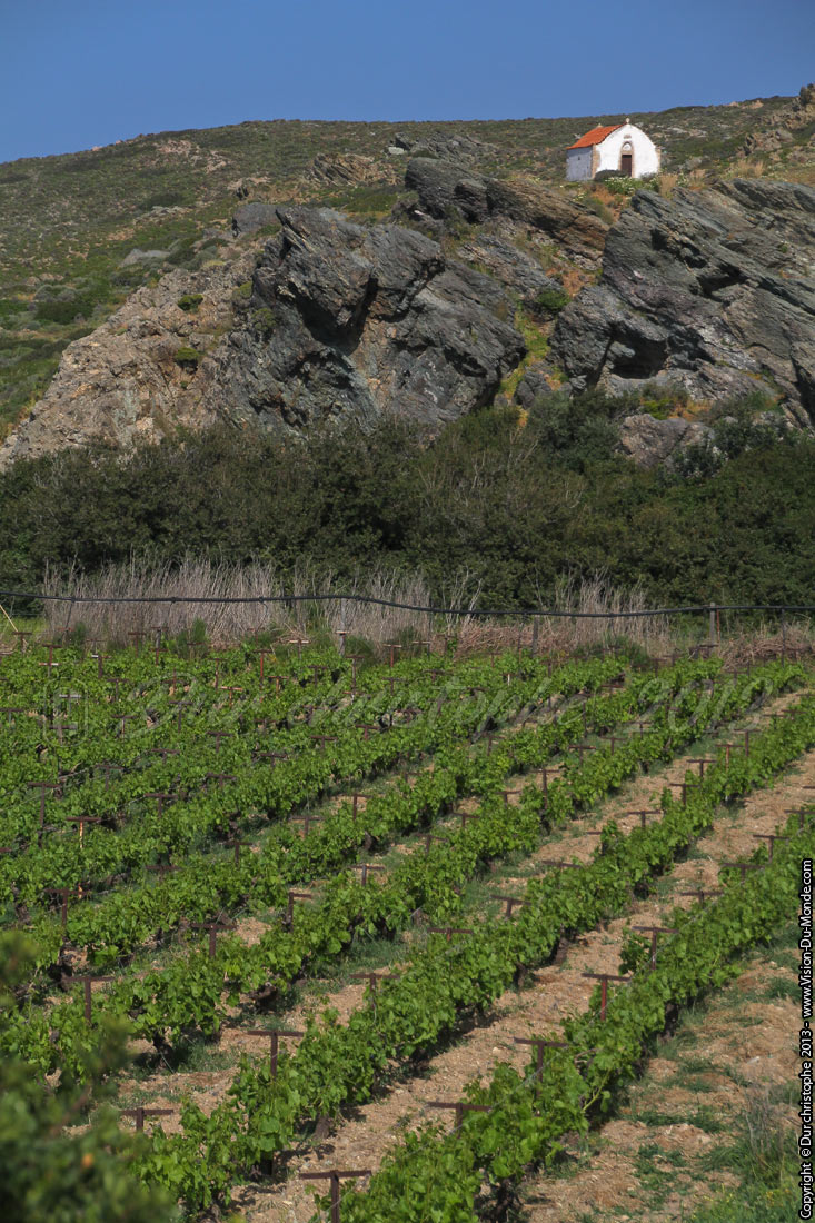 Vignes - Vaï - 2013
