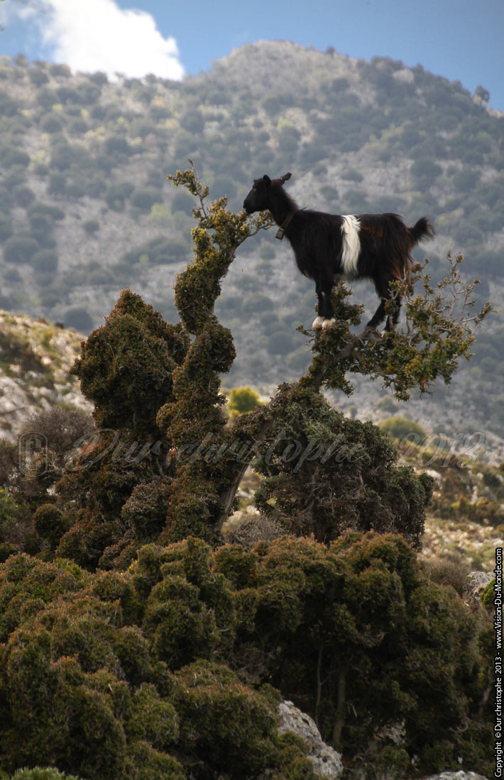 La chèvre équilibriste - Plateau de Katharo - 2013