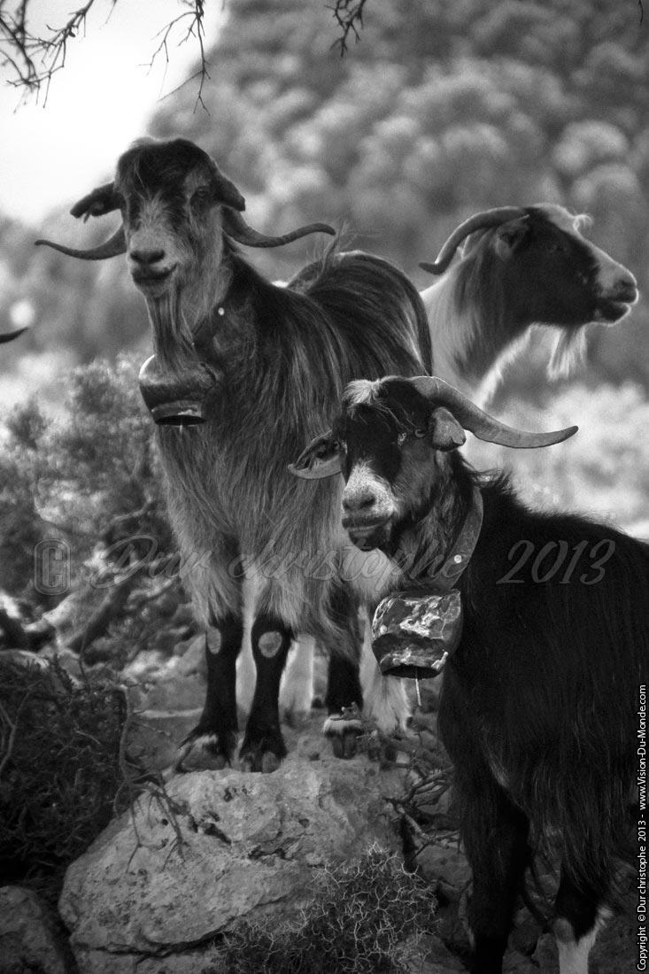 Les trois chèvres - Plateau de Katharo - 2013