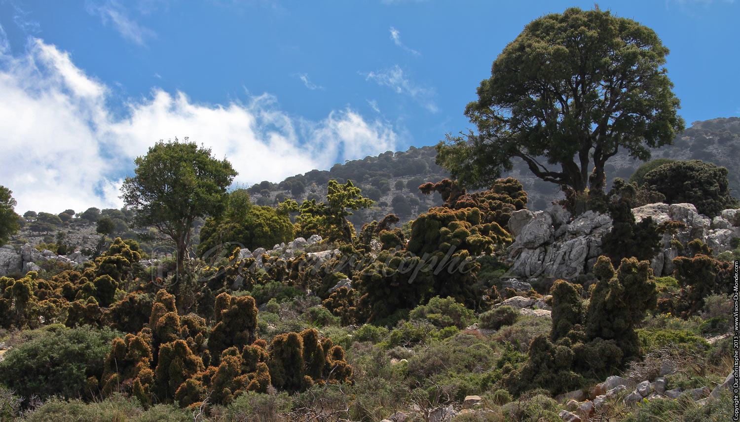 Buissons étranges - Plateau de Katharo - 2013