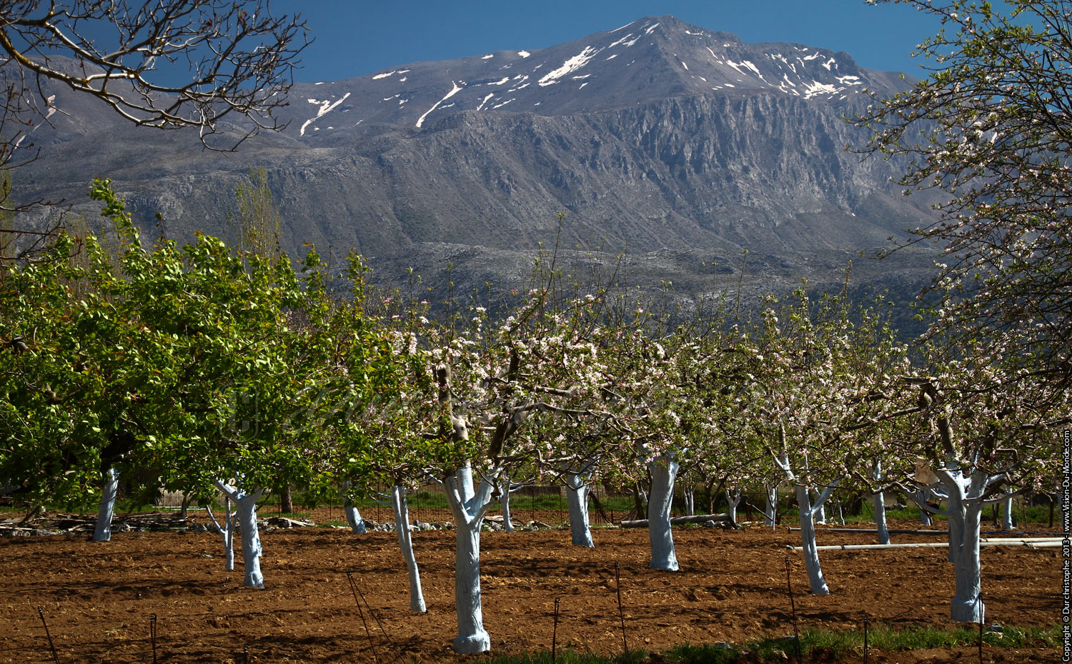 Les arbres blancs - Plateau du Lassithi - 2013