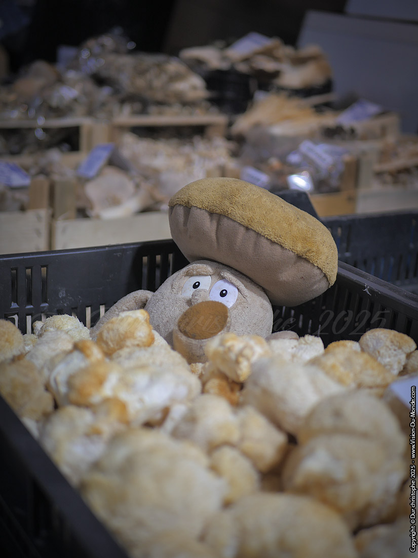 Champignons - Halles centrales - Budapest - 2025