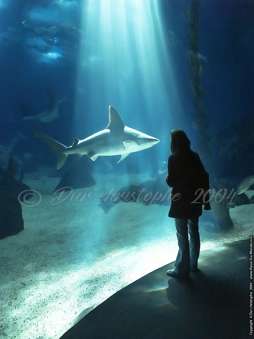 Le requin - Oceanario - Parque das Naçoes - Lisbonne - 2004