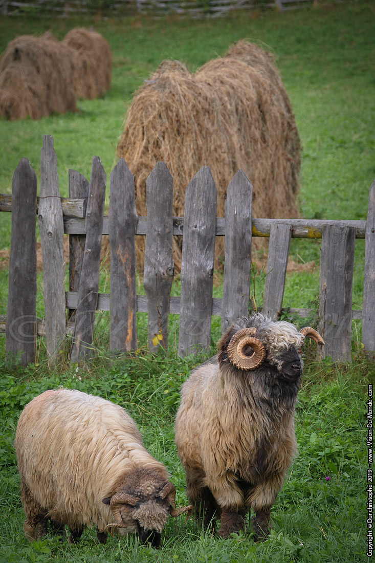 Les moutons - Moldovita