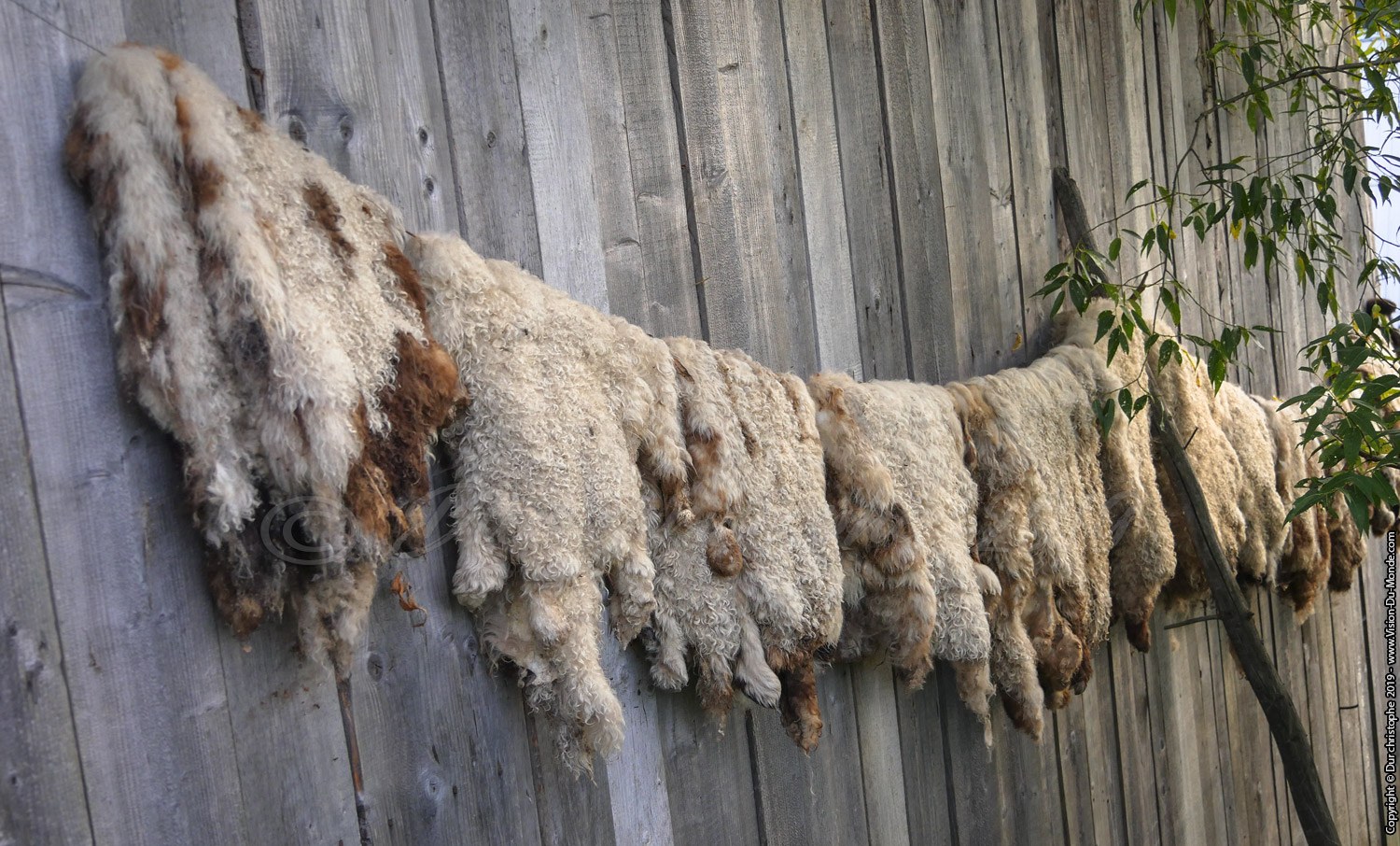 Les toisons de moutons - Moldovita