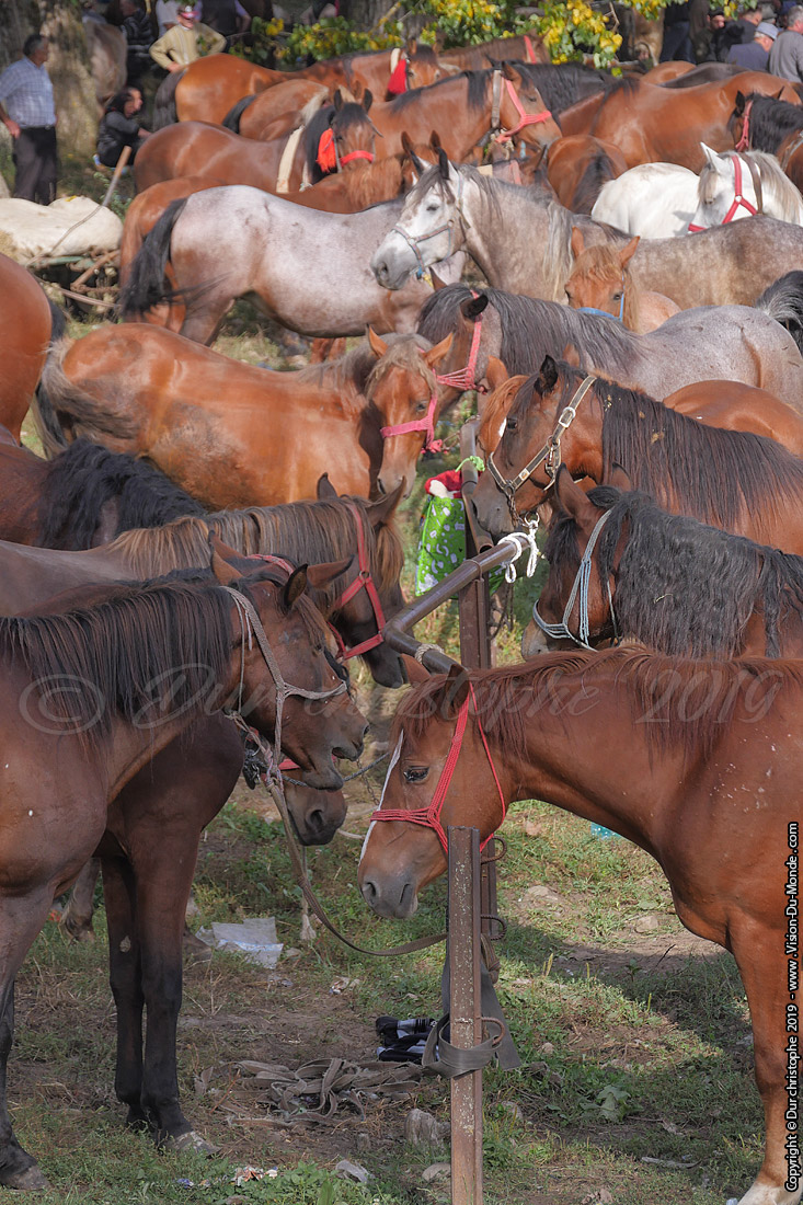 Les chevaux - Marché de Bogdan voda