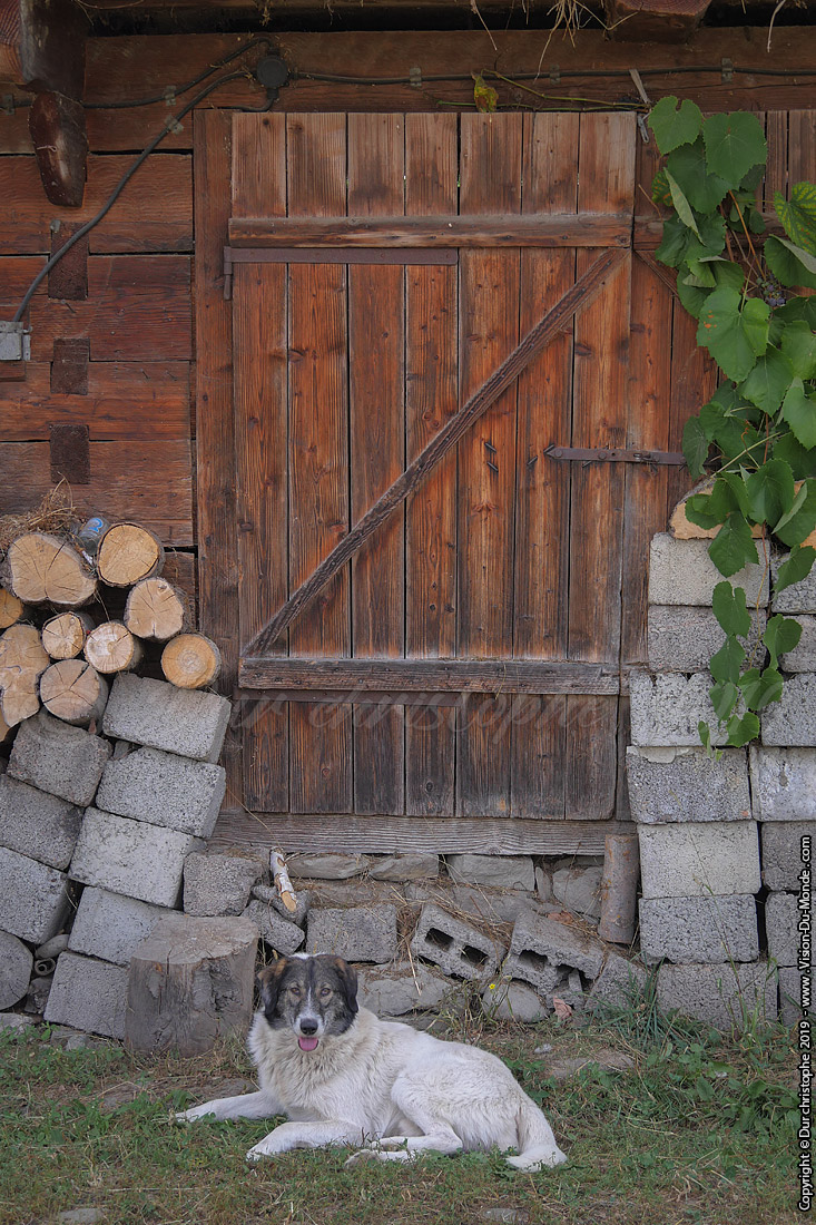 Chien de garde