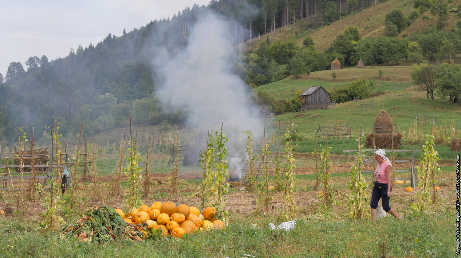 Récolte de courge