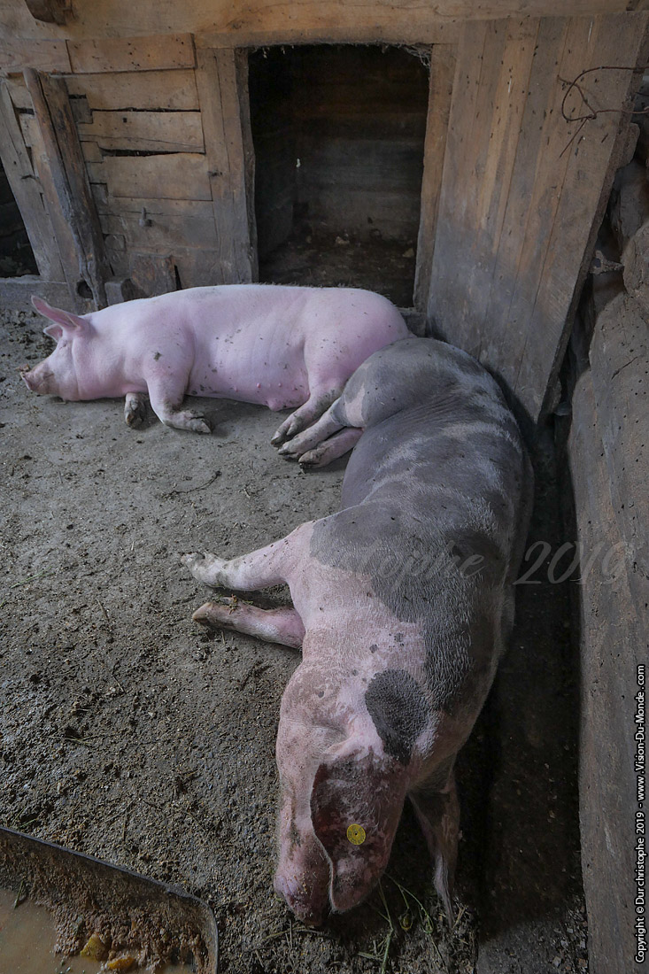 les cochons
