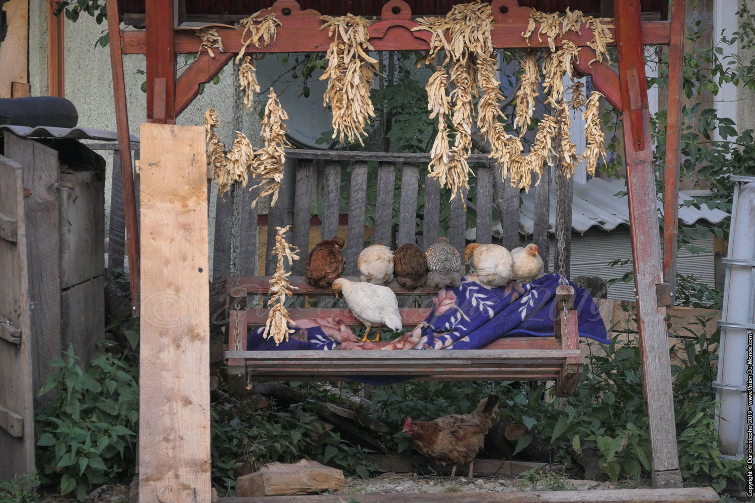 La balançoire à poules - Breb