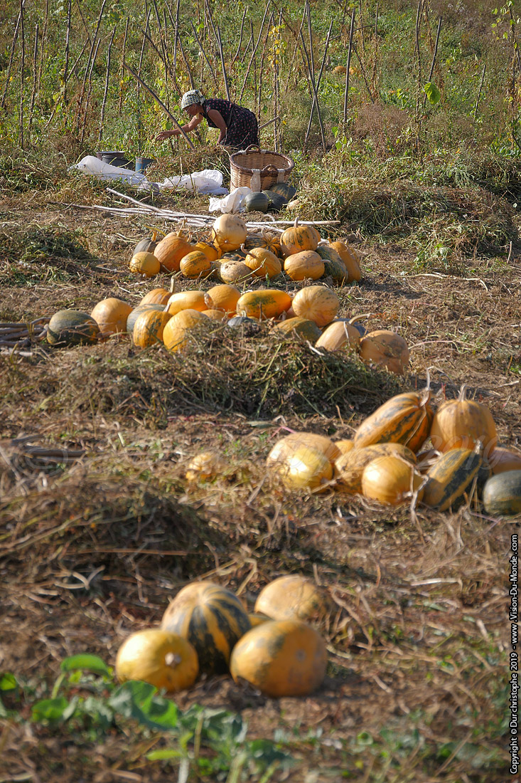 Récolte de courges