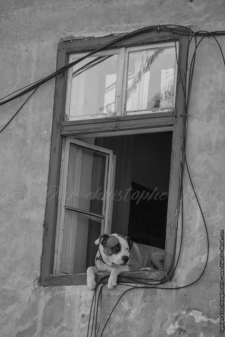 Le chien curieux - Sibiu