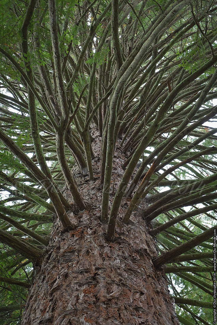 Branches Tentaculaires - Rotorua - 2014