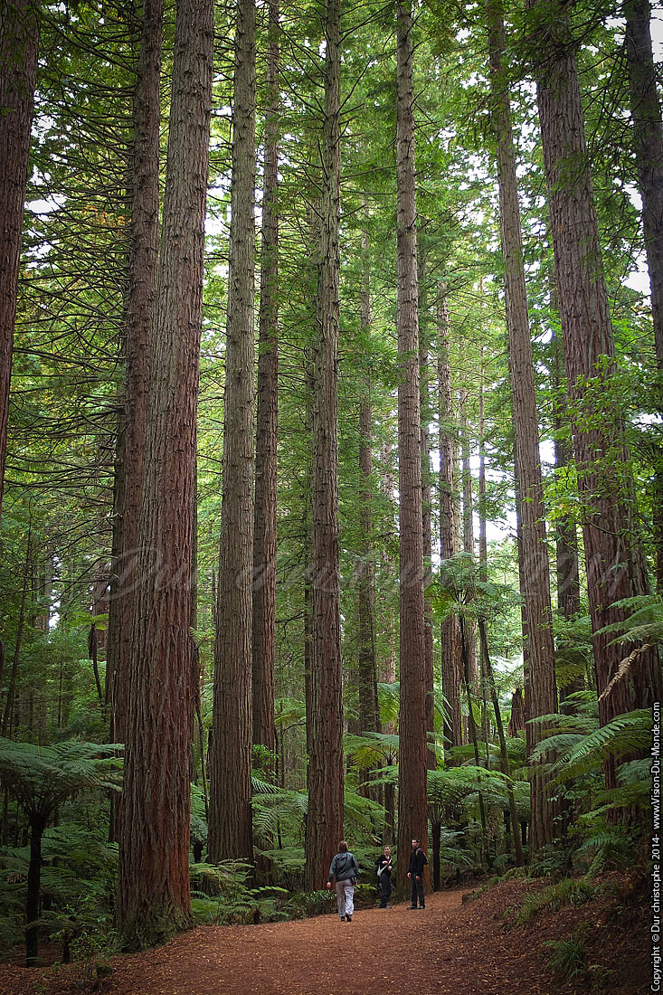 Whakarewarewa Forest - Rotorua - 2014