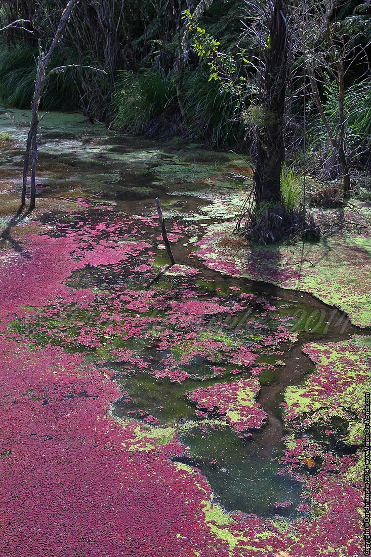 Waimangu Volcanic Valley - Rotorua - 2014