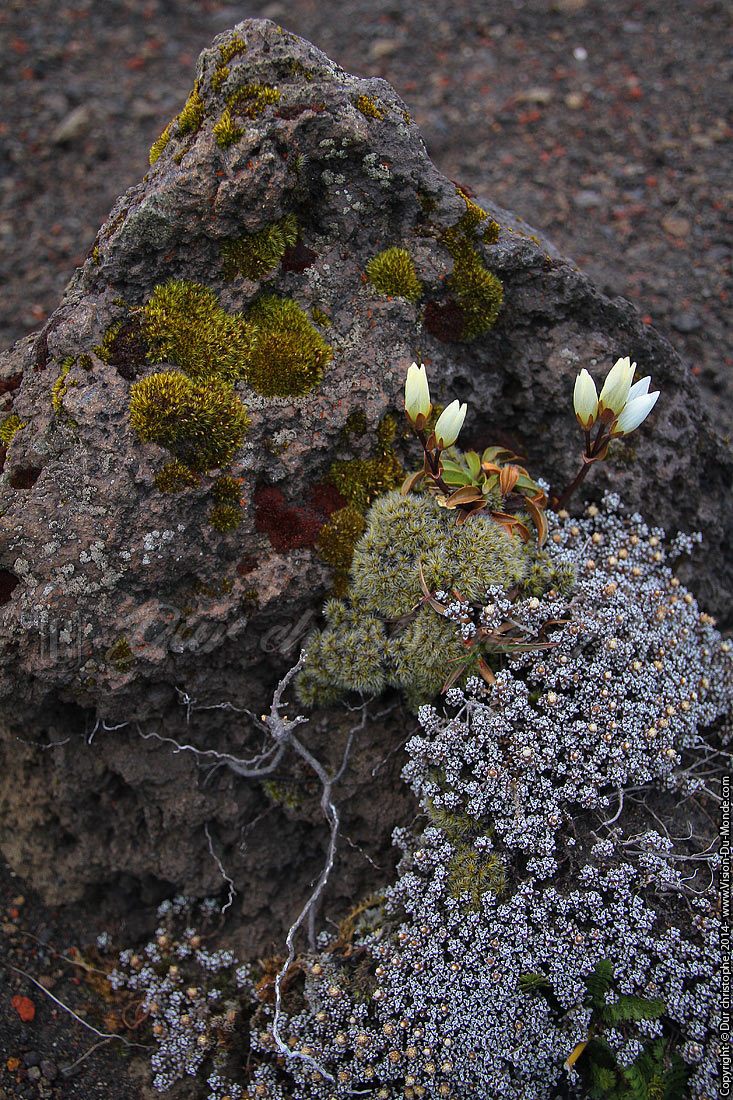Tongariro National Park - 2014