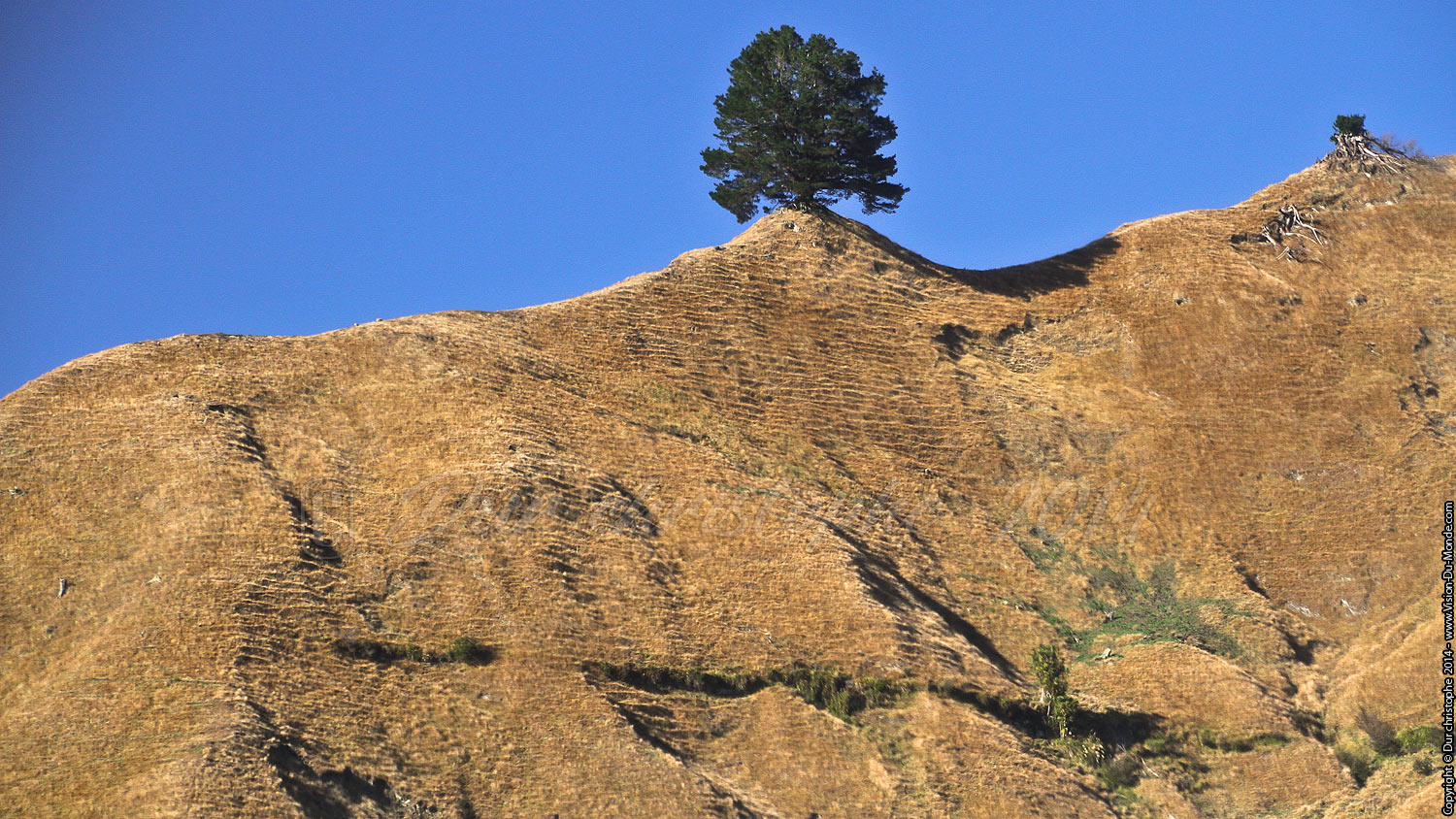 l'arbre solitaire - Sur la route - 2014
