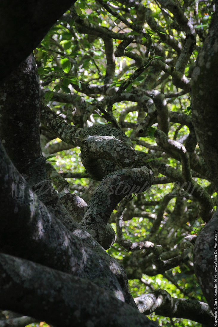 Jardin Botanique - Wellington - 2014