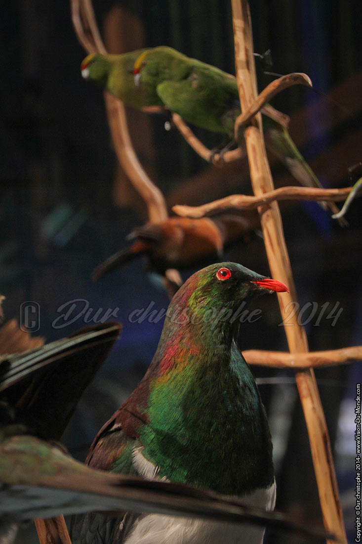 Pigeon - Musée Te Papa - Wellington - 2014