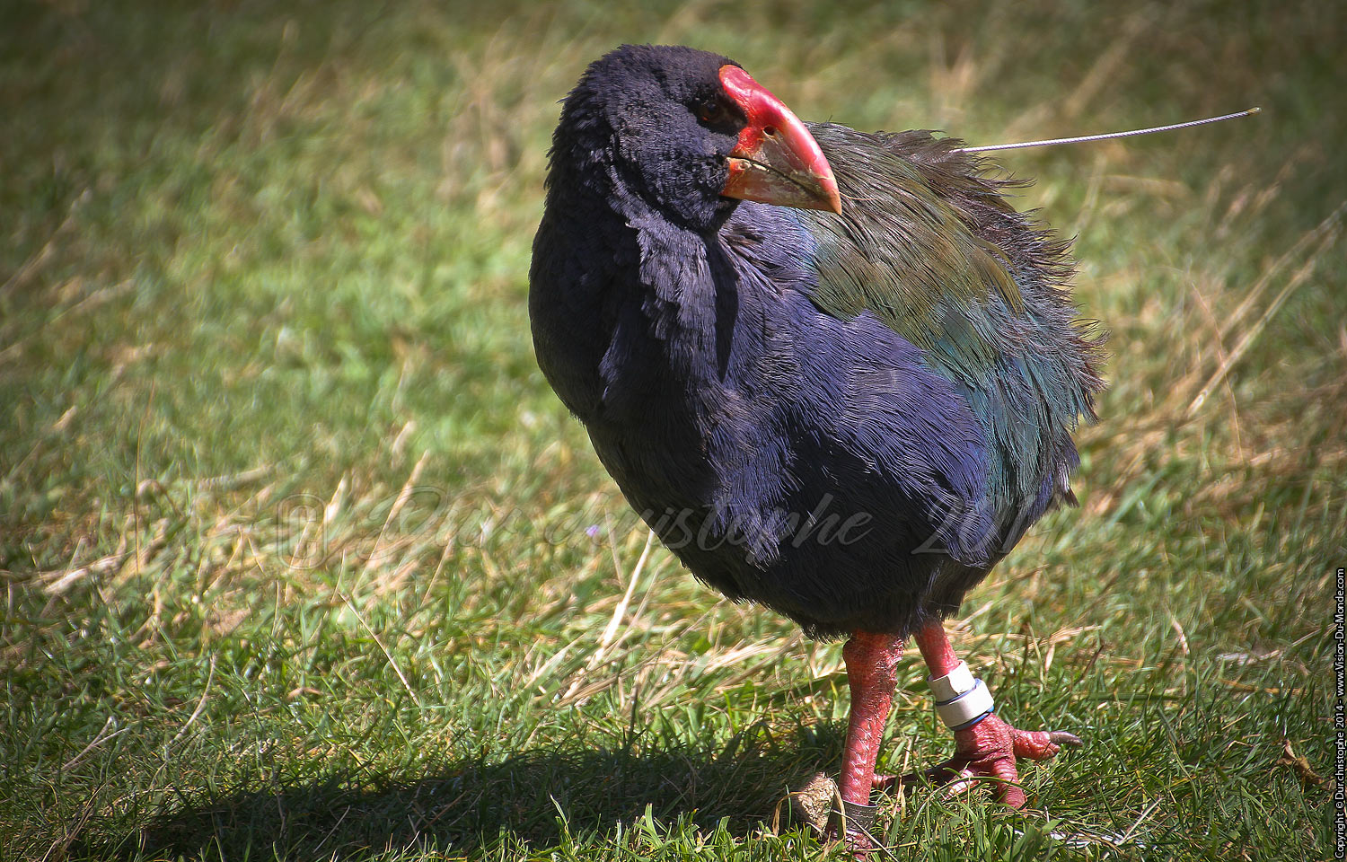 Takahe - Zélandia  - Wellington - 2014