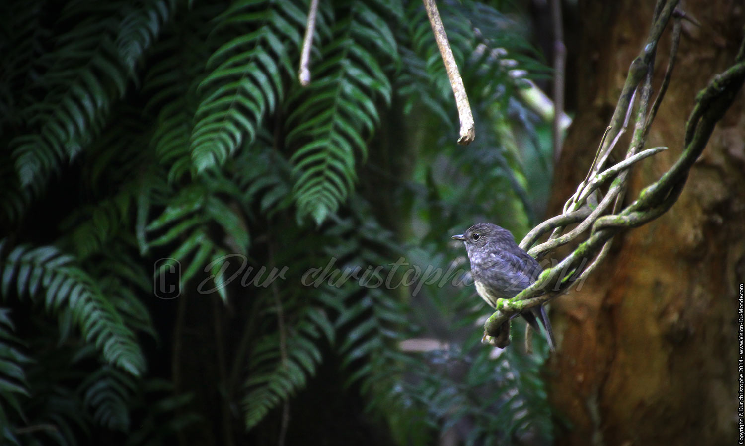 Un oiseau sur la branche - Zélandia  - Wellington - 2014