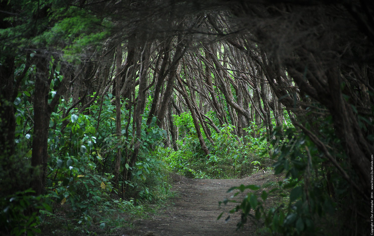 Forêt  - Queen Charlotte Track - 2014
