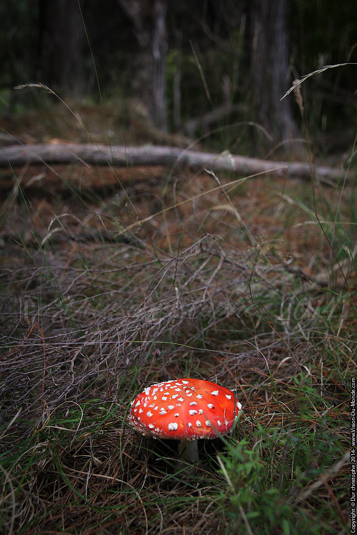 Amanite tue mouche - Queen Charlotte Track - 2014