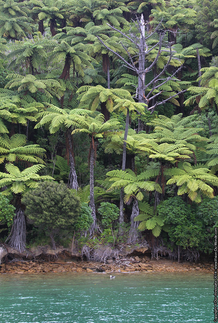 Fougères - Queen Charlotte Track - 2014