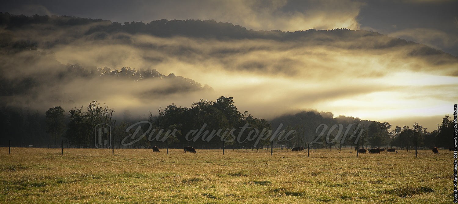La brume - Fox Glacier - 2014